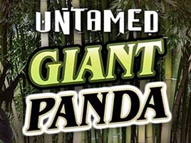 Untamed - Giant Panda